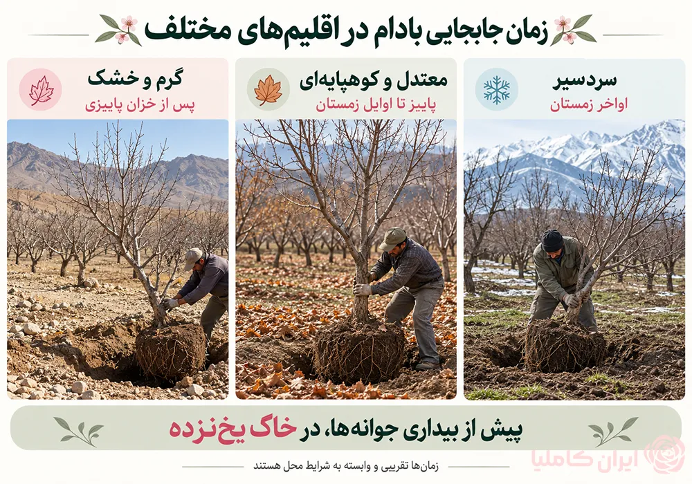 جابجایی درخت بادام